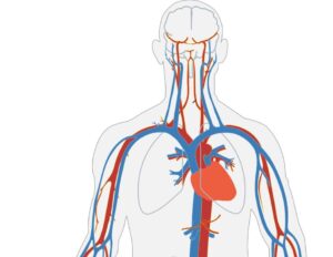Vene e arterie - Differenza tra vene e arterie