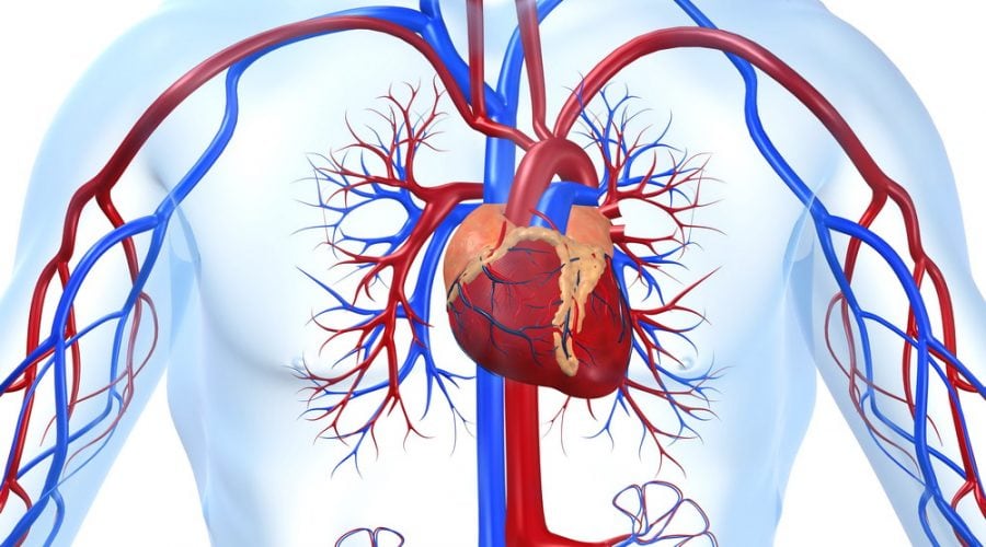 Differenza tra vene e arterie