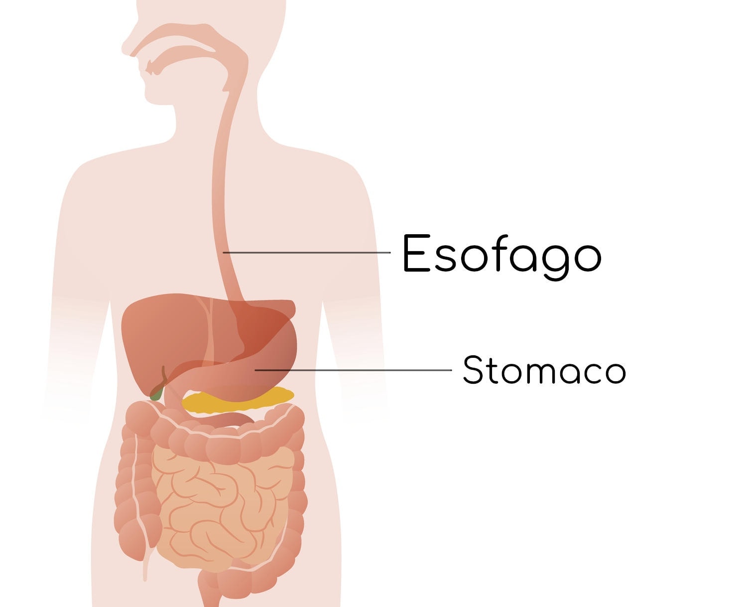 Posizione anatomica dell'esofago, tra bocca e stomaco