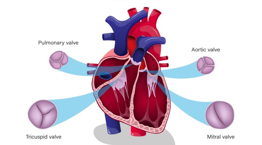 Valvole cardiache: anatomia valvolare atrioventricolare e semilunare