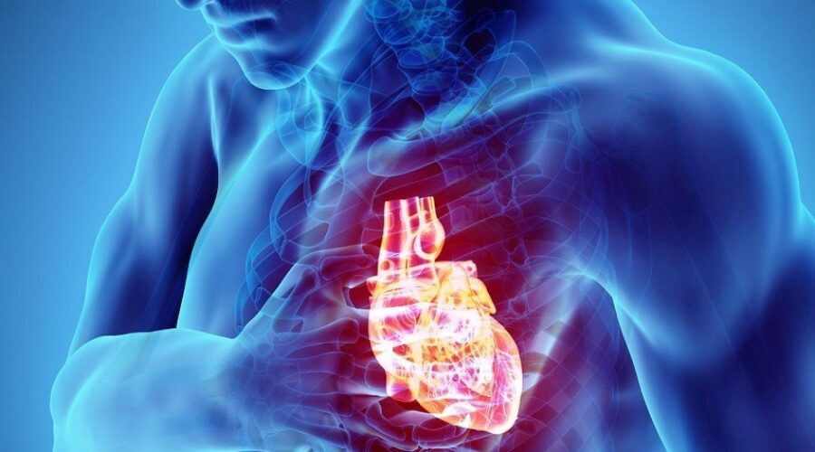 Infarto, arriva la proteina «spugna» che pulisce le arterie del cuore