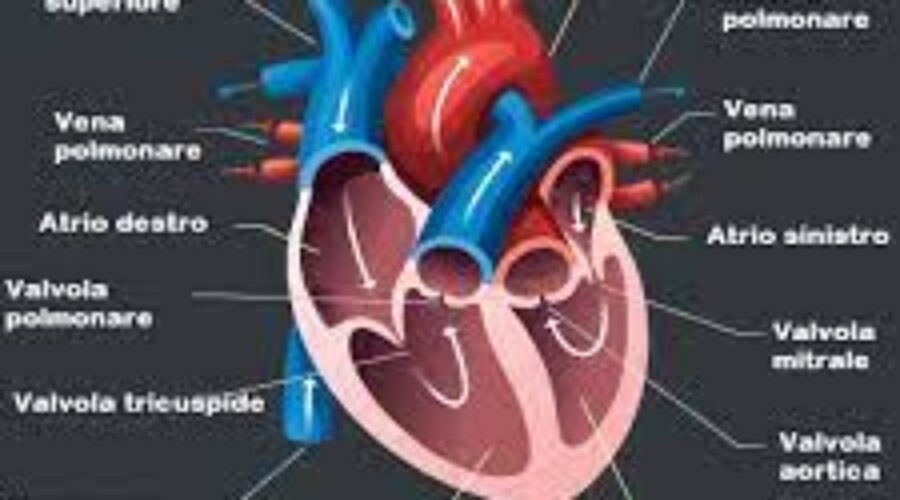 Troponine cardiache