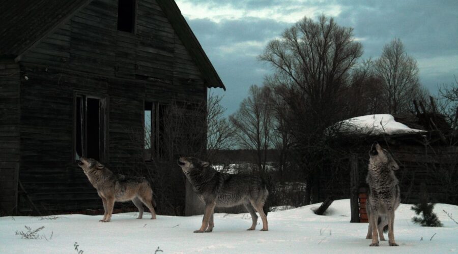 I lupi mutanti di Chernobyl si sono evoluti per sopravvivere al cancro