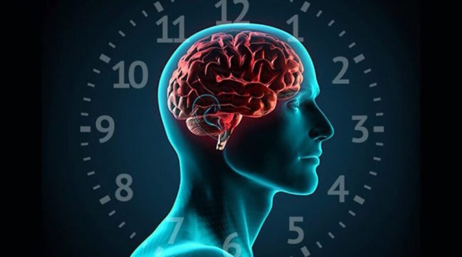 Il ritmi circadiani possono prevenire l’invecchiamento precoce
