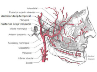 Arterite-di-horton-500×462-1