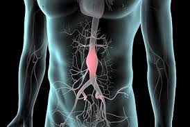 aorta-add
