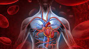 aorta