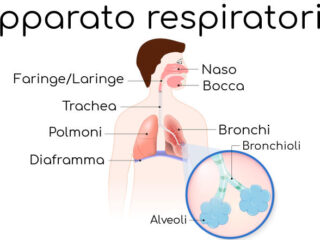 apparato-respiratorio