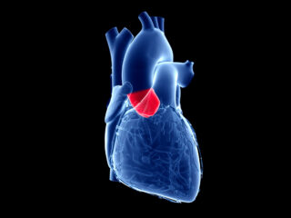 bigstock-d-rendered-medically-accurate-318280162