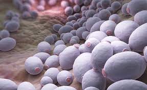 candida-auris