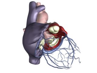 cardiac-venous-system-320×240-1