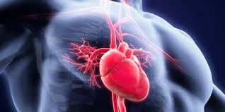 cuore-umano