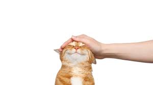 gatto