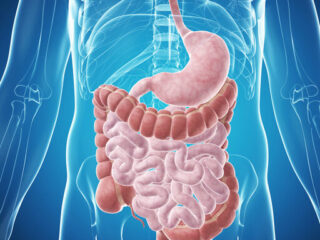 intestino-512×462-1