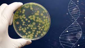 microbiota