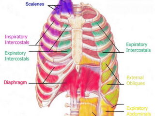 muscles-of-respiration