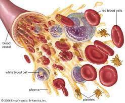 panciopetmia