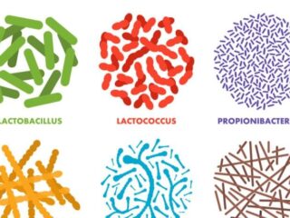 probiotici-1-700×462-1
