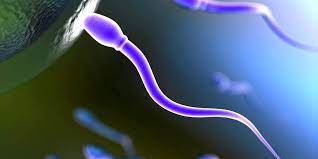 sperma