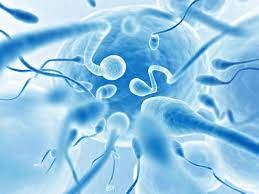 spermatozoi