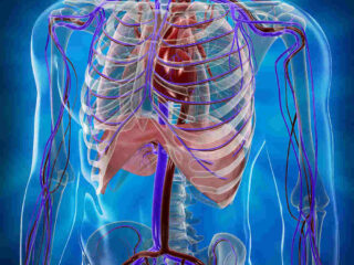 thorax_1-1